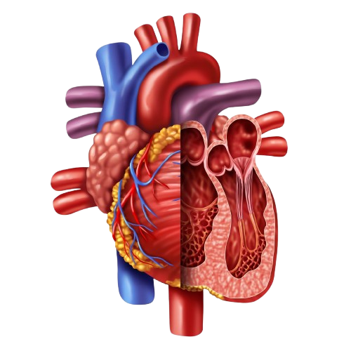heart failure_treatment